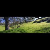 California Oaks panorama, Valencia hills, California, USA :: 18179wCAVALvalenciahillsidecajpg