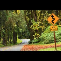Country road, Washington, USA :: RDShohrainforestwa60185jpg