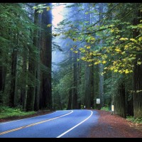 Highway, Redwoods, CA :: RDSjedsmithredwoodsca60999-03wjpg