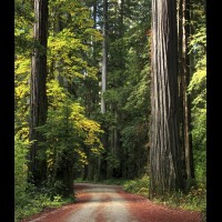 Country road, Redwoods, California :: TREjedsmithredwoodsca60753-4-5jpg