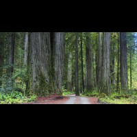Country road, Redwoods, California :: TREjedsmithredwoodsca60789-91wjpg