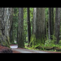 Country road, Redwoods, California :: TREjedsmithredwoodsca60793-4wjpg