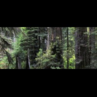 Redwoods National Park, California :: TREjedsmithtre65010-23wjpg