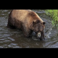 Coastal Grizzly (Brown) Bears, Alaska :: WLDbrownbearak70520jpg