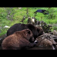 Coastal Grizzly (Brown) Bears, Alaska :: WLDbrownbearak70575jpg