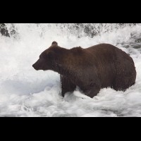 Coastal Brown (Grizzly) Bears at Brooks Falls, Alaska :: WLDbrownbearskatmaiak72179jpg