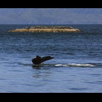 Humpback whales, coastal British Columbia, Canada :: WLDwhalesbc69747jpg