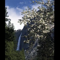 Yosemite Falls, Yosemite National Park, CA, USA :: 15492CAYOSyosemitefallsappleblossomsjpg