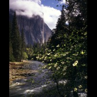 El Capitan, Yosemite National Park, CA, USA  :: 15555CAYOSelcapitandogwoodjpg
