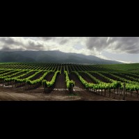 California wine country, Paso Robles area, USA :: 30080VINvineyardrows