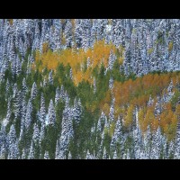 Aspen forest autumn, Uncompahgre National Forest, San Juan Mts., Colorado :: 3690TREowlcreekpassjpg