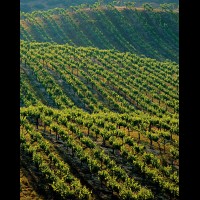 California vineyard, Temecula, USA :: 4482eVINtemecula
