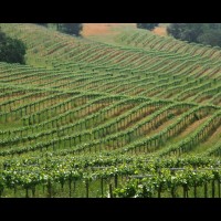 California wine country, Sonoma county, USA :: 4611VINalexandervalley