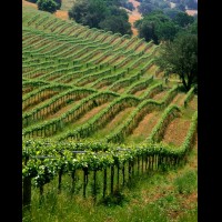 California wine country, Sonoma county, USA :: 4613VINalexandervalley