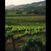 California wine country, Sonoma county, USA :: 4618VINalexandervalley