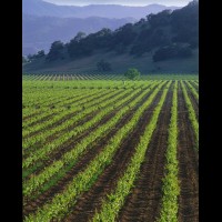 California wine country, Sonoma county, USA :: 4627VINalexandervalleyjpg