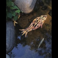 8440FISHjpg :: Fabricated leaf fish shot on location, San Diego, CA, USA