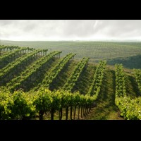 California vineyard, Temecula, USA :: 85726_4475VINtemecula