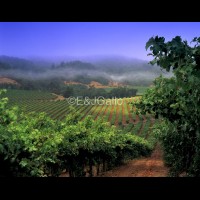G8111edjpg :: E & J Gallo foggy morning vineyard, Sonoma county, California wine country, USA