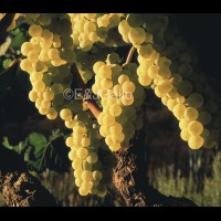 G8156eVINchardonnaysunjpg :: Chardonnay grapes, E & J Gallo vineyards, California wine country