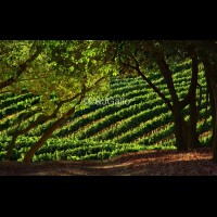 G8189VINtreearchFNLjpg :: Summer vineyard, E & J Gallo, Sonoma county, California wine country, USA