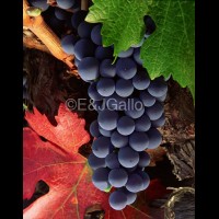 G8209-23eVINredleafzinjpg :: Zinfandel grapes, E & J Gallo, California wine country, USA