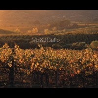 G8255VINautumnvineyardsunsetjpg :: Sunset vineyard, E & J Gallo, Sonoma county, California, USA