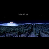 G8338weVINvineyardmoonrisejpg :: Full moon vineyard, E & J Gallo, Sonoma county, California wine country, USA