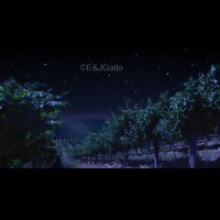 G8339VINstarnightjpg :: Starry night vineyard, E & J Gallo, Sonoma county, California wine country, USA