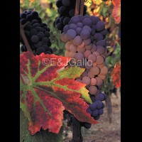 G8376VINredleafzinjpg :: Autumn Zin vineyards, California, USA