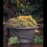 G8379eVINchardonnaybucketjpg :: Chardonnay grapes in antique pewter bucket