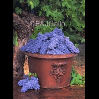 G8385eVINcabernetbucketjpg :: Cabernet grapes in antique bronze bucket