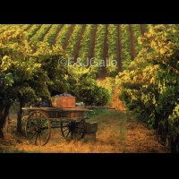 G8388eVINzincartjpg :: Zin grapes cart, E & J Gallo vineyard, Sonoma county, California wine country, USA