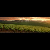 G8624weVINbarellisunsetjpg :: Sunset vista, E & J Gallo vineyard, Sonoma county, California wine country, USA