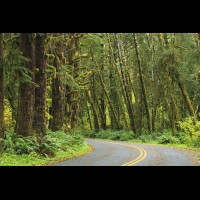 Country road, Washington, USA :: RDShohrainforestwa60193jpg

