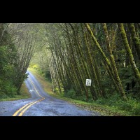 Country road, Washington, USA :: RDShohrainforestwa60281jpg