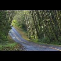 Country road, Washington, USA :: RDShohrainforestwa60284jpg
