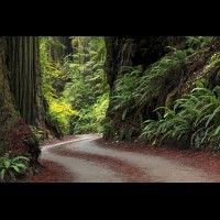 Country road, Redwoods, California :: CARDSjedsmithredwoodsca61125jpg