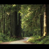 Redwoods National Park, California :: TREjedsmithredwoodsca60751-52jpg