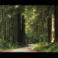 Country road, Redwoods, California :: TREjedsmithredwoodsca60751-52jpg