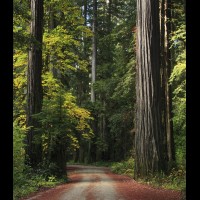 Redwoods National Park, California :: TREjedsmithredwoodsca60753-4-5jpg