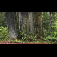 TREjedsmithredwoodsca61084-94w.jpg :: Redwoods National Park, California