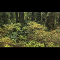 Redwoods National Park, California :: TREjedsmithredwoodsca61111-19wjpg