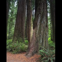 Redwoods National Park, California :: TREjedsmithredwoodscastoutgrv65047-9wjpg