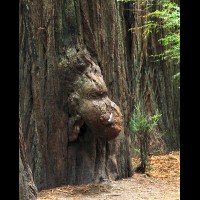 Redwoods National Park, California :: TREjedsmithredwoodscastoutgrv65071-06wjpg