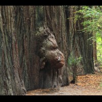 Redwoods National Park, California :: TREjedsmithredwoodscastoutgrv65071-5wjpg