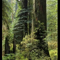 Redwoods National Park, California :: TREjedsmithtre60798-802wjpg