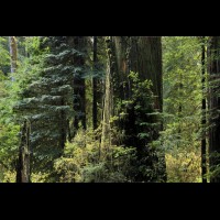 Redwoods National Park, California :: TREjedsmithtre6083-11wjpg