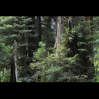 Redwoods National Park, California :: TREjedsmithtre64985jpg