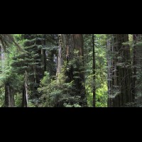 Redwoods National Park, California :: TREjedsmithtre64987-6wjpg